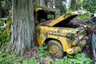 Car Cemetery in a Forest