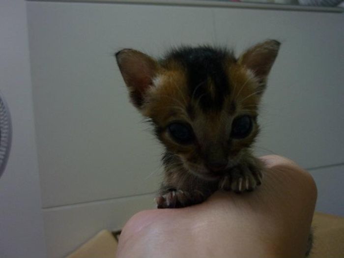 Rescued Kitten