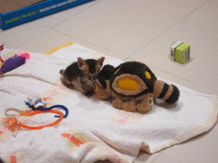 Rescued Kitten