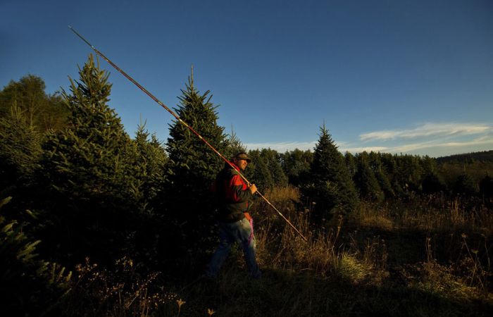 Harvesting of the Christmas Trees