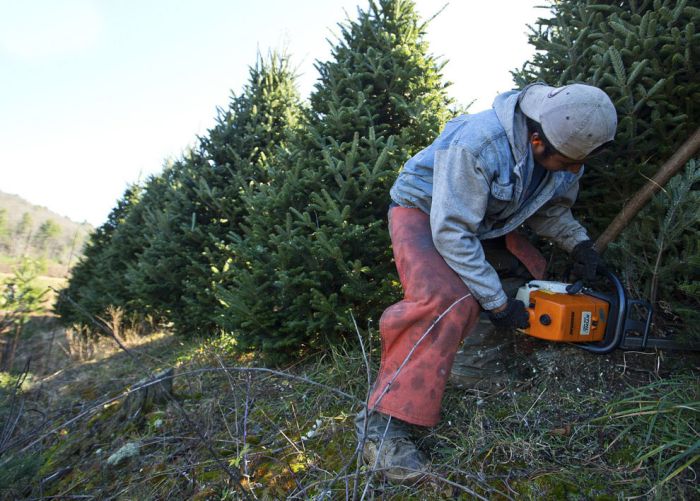 Harvesting of the Christmas Trees