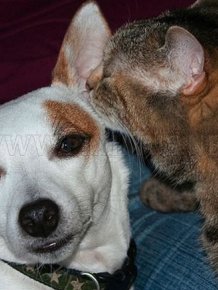 Funny Cats and Dogs Whispering in Ear 