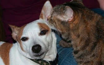 Funny Cats and Dogs Whispering in Ear 