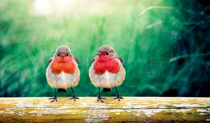 Bird Photography 