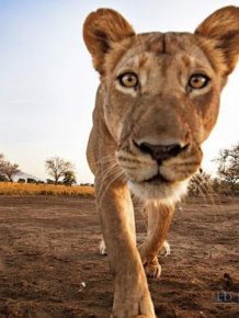 Lion Stealing Camera