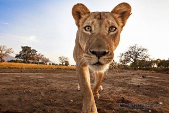 Lion Stealing Camera