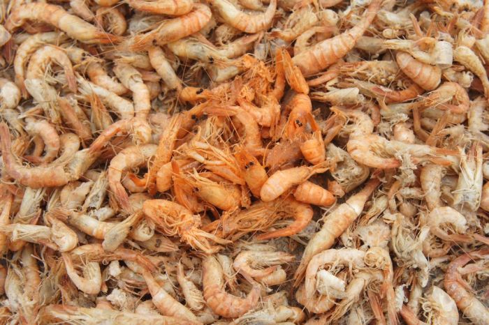 Shrimp Factory in China