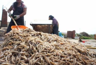 Shrimp Factory in China