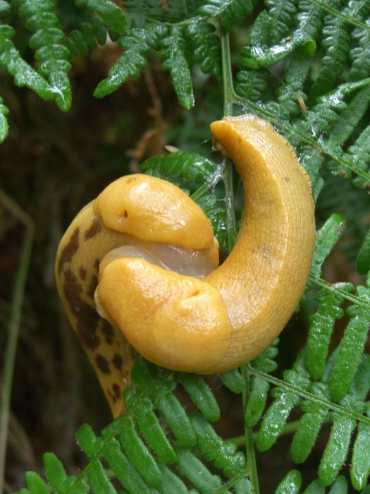 Banana Slug | Animals