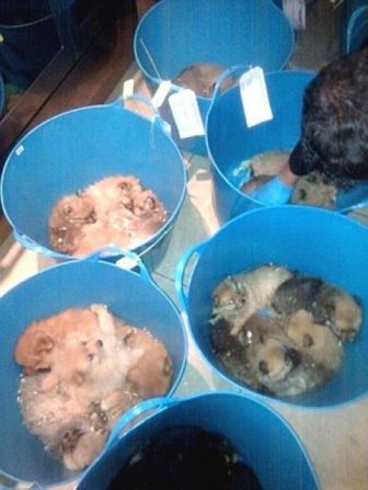 Puppy Smugglers Arrested