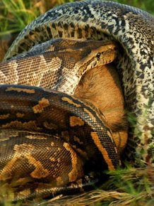 African Python Swallows a Large Prey