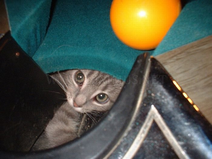 Cute Cats In Pool Tables 