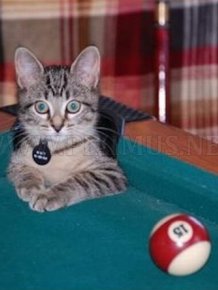 Cute Cats In Pool Tables 