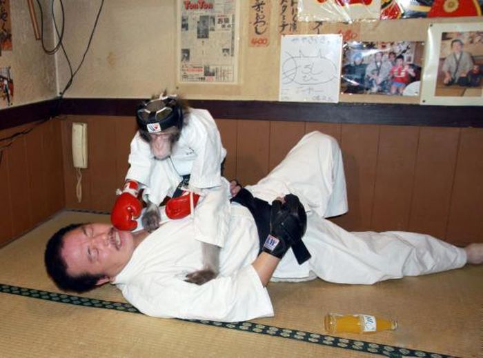 Combat Monkey Training