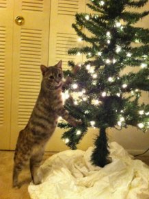 Anti-Cat Christmas Tree