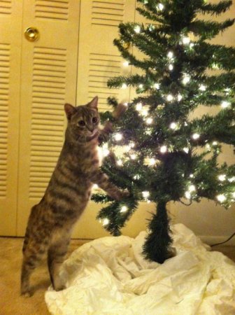 Anti-Cat Christmas Tree