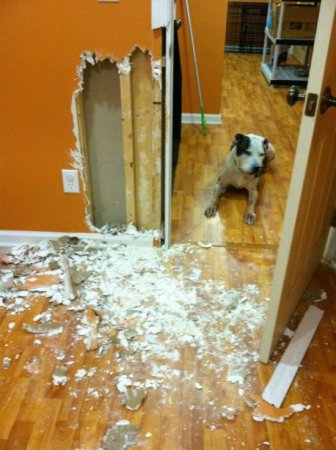 House Remodeled by a Dog