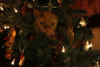 Cats Love Christmas Trees