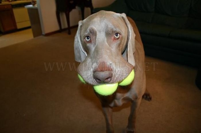Dogs with Tennis Balls 