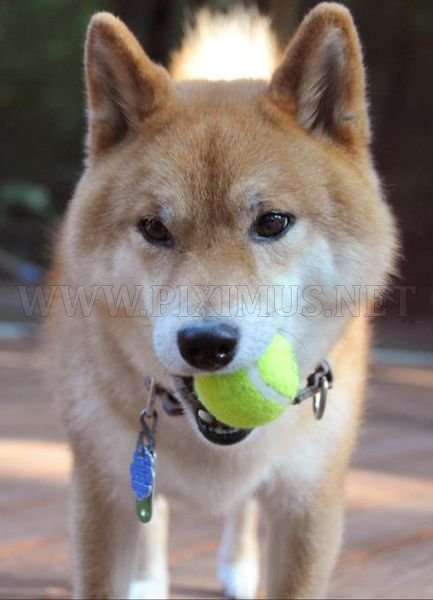 Dogs with Tennis Balls 