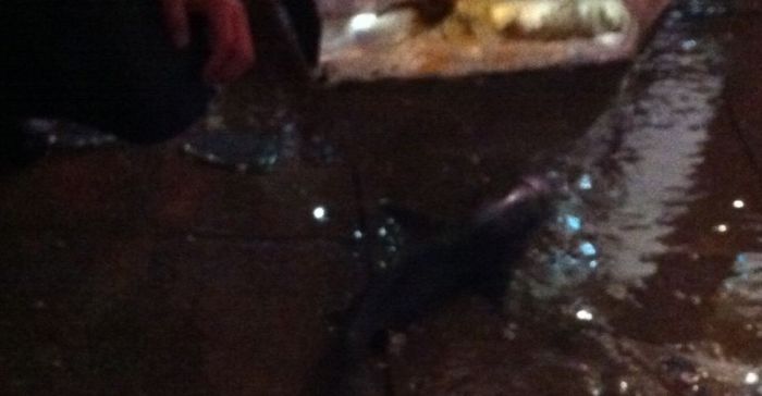 Shark Aquarium Accident