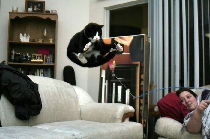 Perfectly Timed Cat Photos