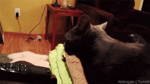 Daily GIFs Mix, part 168