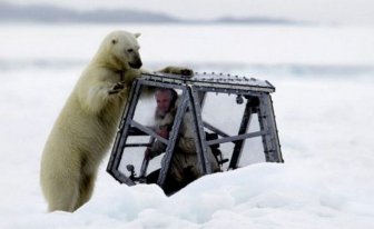 Spectacular Polar Bear Attack