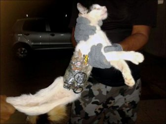 Smuggler Cat