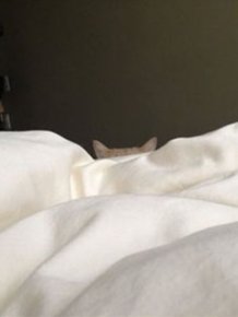 How to Wake People Up If You Are a Cat