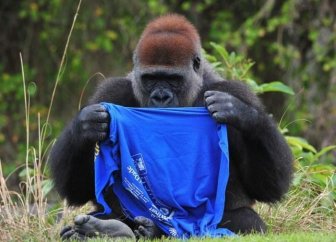 Gorilla vs T-Shirt