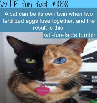 WTF Fun Facts