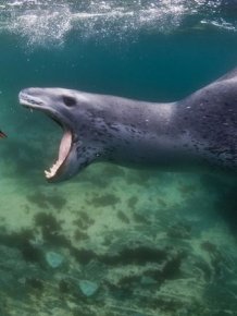 Leopard Seal Eats a Penguin