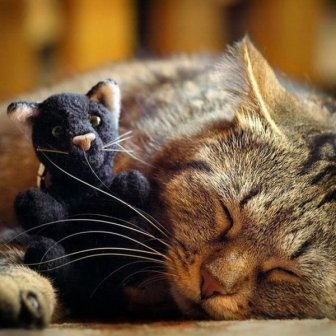 Cats with Stuffed Animals