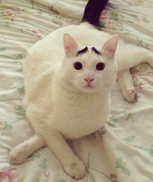 Cat with Eyebrows