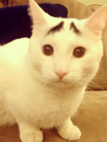 Cat with Eyebrows