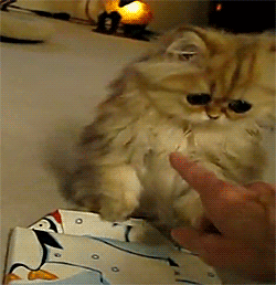 Daily GIFs Mix, part 188