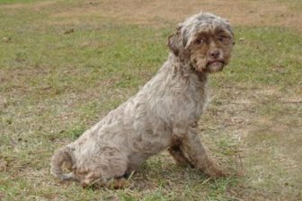 This Dog Has The Face of a Man