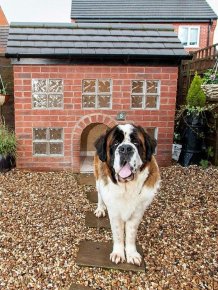 Dog Lives in a Replica of His Owner's House