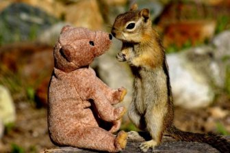 Chipmunk in Love with a Teddy Bear