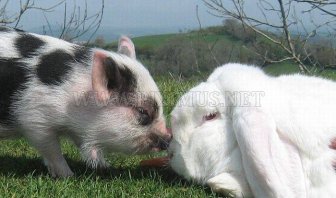 Micro-Pig and a Rabbit