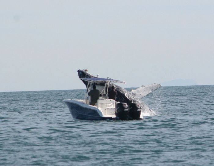 Whale Attacks a Boat in Mexico