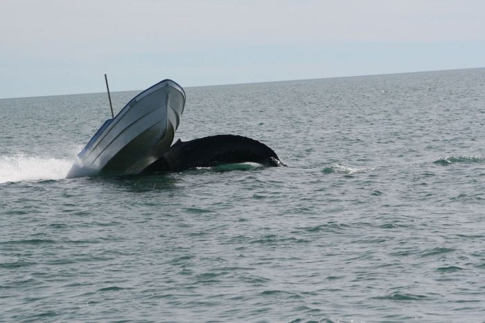 Whale Attacks a Boat in Mexico