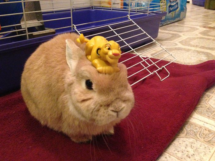 Cute rabbit with stuff on his head. 