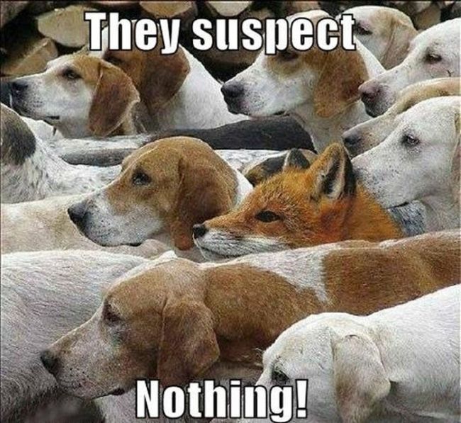 They Suspect Nothing