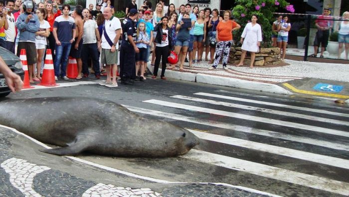 Sea Lion in the City