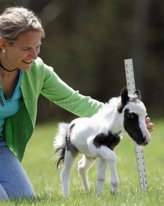 The World's Smallest Minihorse 