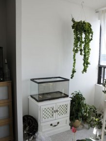 DIY Green Wall