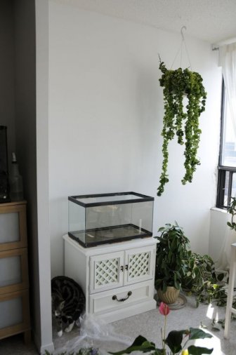 DIY Green Wall