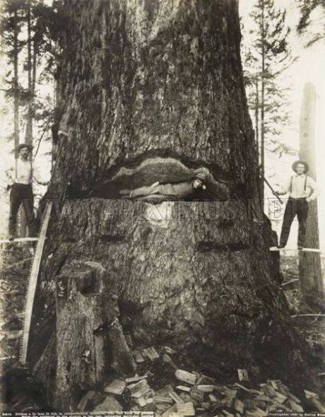 Huge Trees